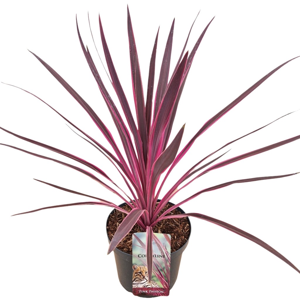 Picture of Cordyline australis Pink Passion P26 (7.5 Ltr)