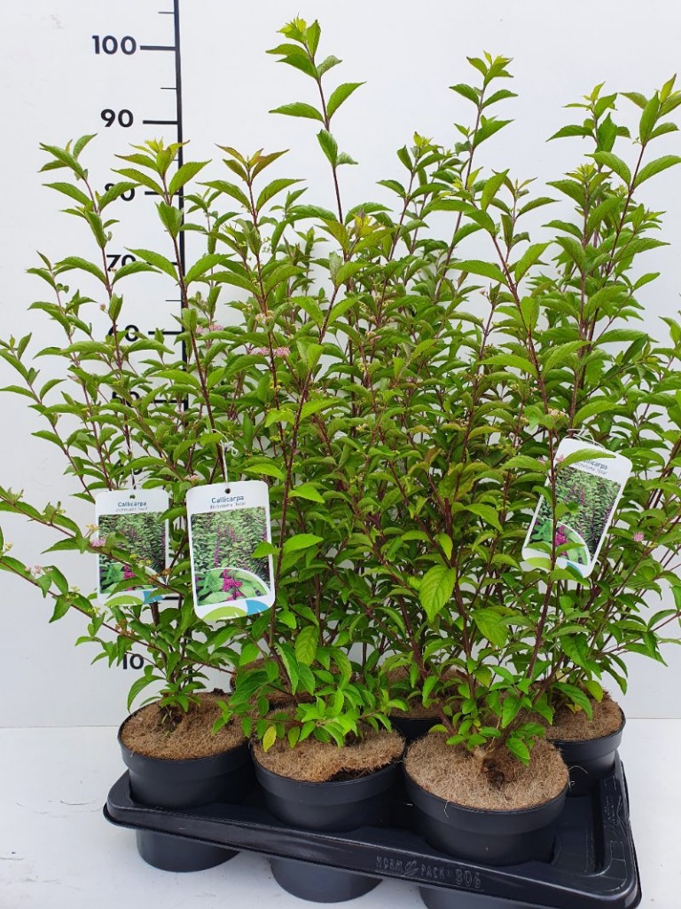 Picture of Callicarpa dichotoma Issai P17 (2 Ltr)