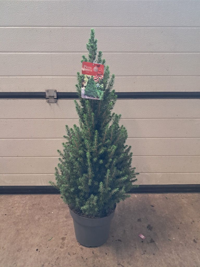 Picture of Picea glauca Conica P26 (7.5 Ltr) 65/75cm