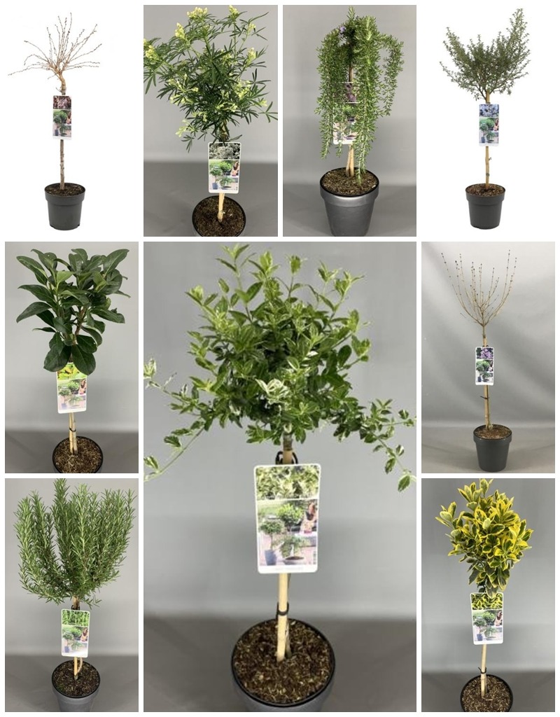 Picture of Shrubs in varieties P19 (3 Ltr) 50/STD