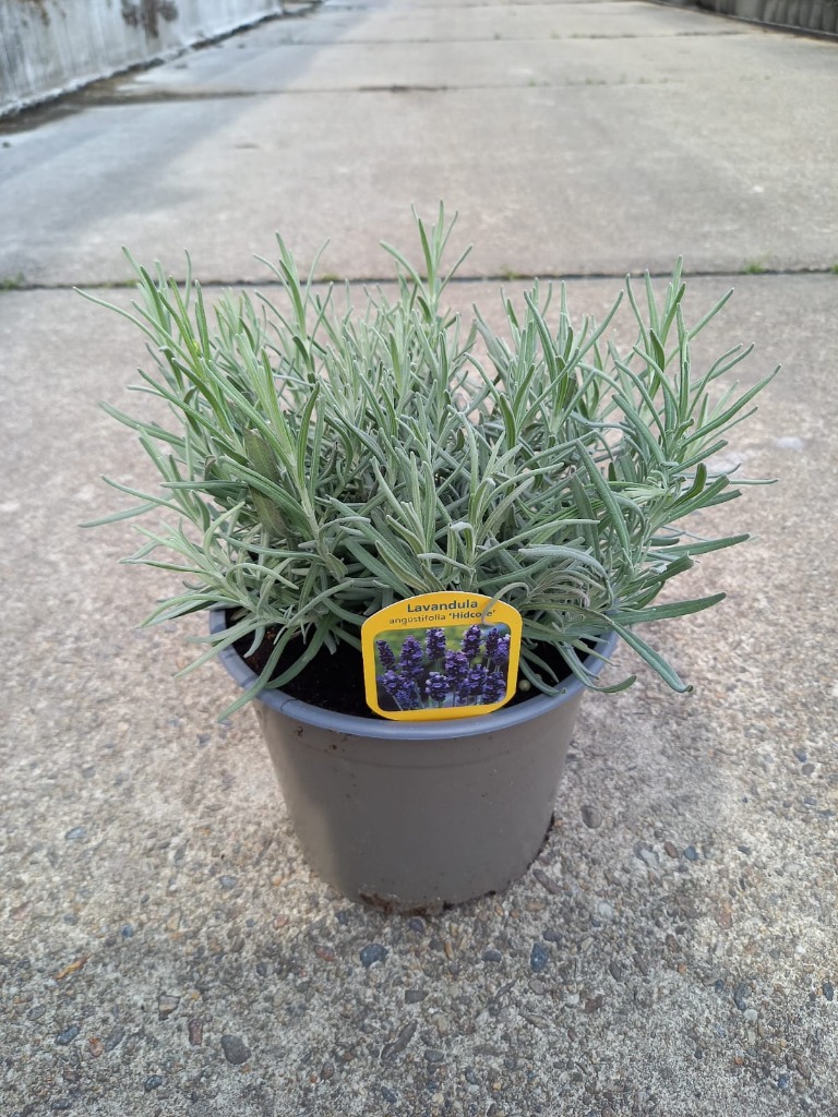 Picture of Lavandula ang. Hidcote P17 (2 Ltr)