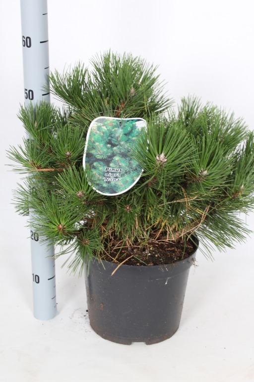 Picture of Pinus nigra in varieties P26 (7.5 Ltr) FRESH-POTTED