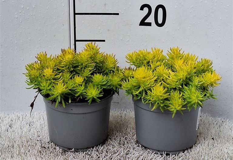 Picture of Sedum Lemon Ball P13 15-CM