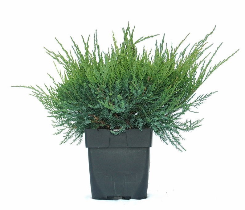 Picture of Juniperus media Mint Julep P17 (2 Ltr)