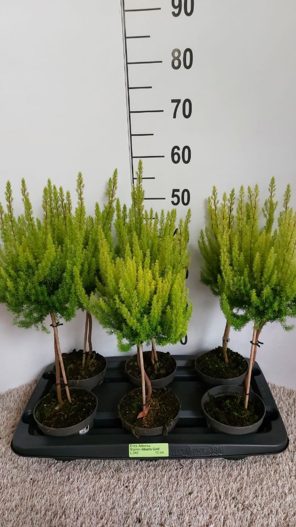 Picture of Erica arborea Alberts Gold stem P13 35-CM