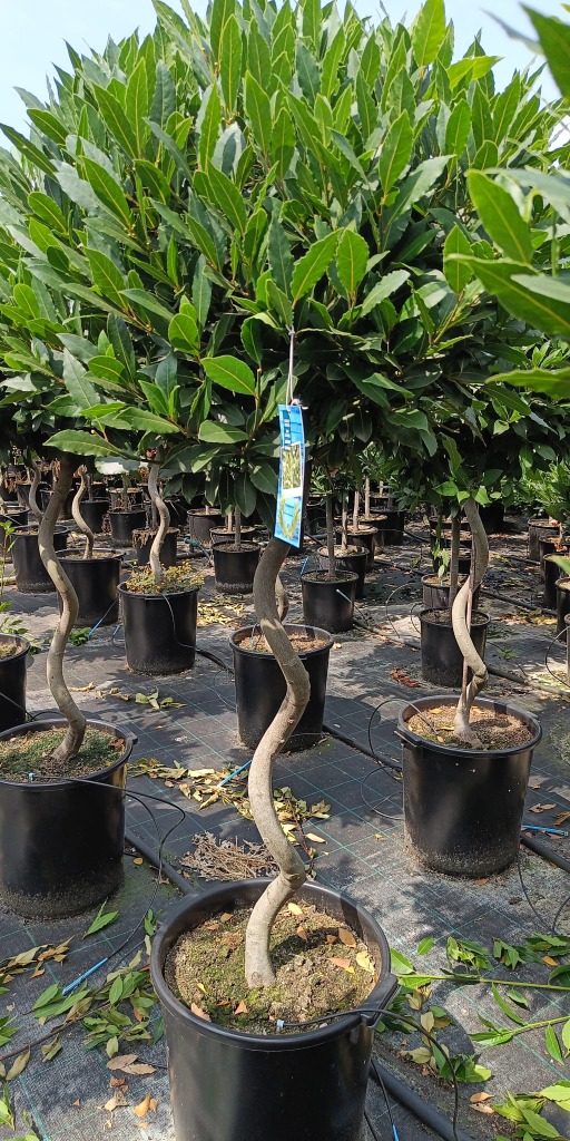 Laurus nobilis