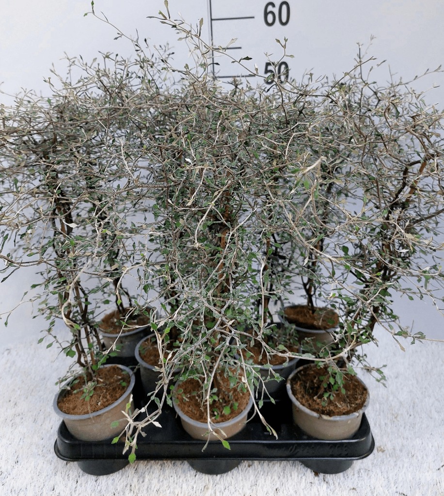 Picture of Corokia cotoneaster P11 30-CM