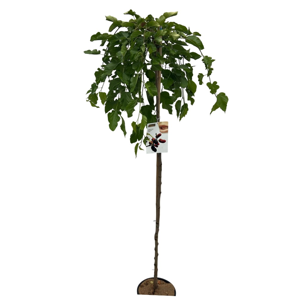 Picture of Morus alba Pendula P30 (12 Ltr) 180/STD