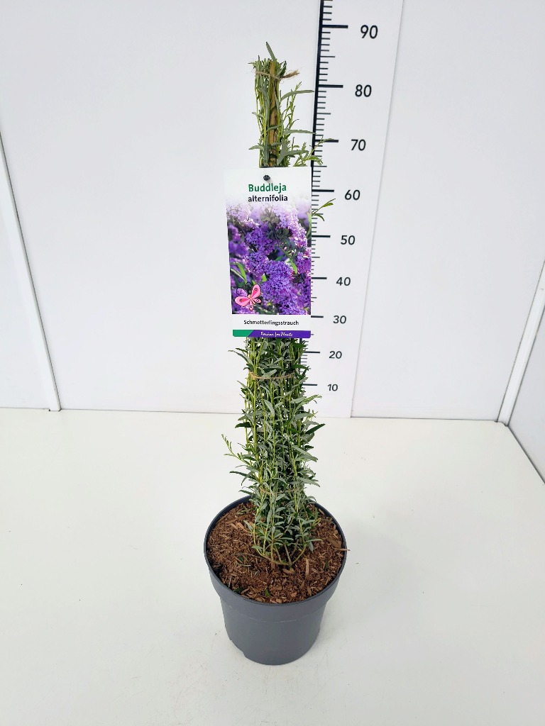 Picture of Buddleja alternifolia P23 (5 Ltr) 60/80CM