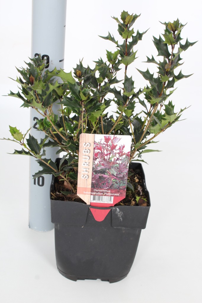 Picture of Osmanthus heterophyllus Purpureus P17 (2 Ltr) Square