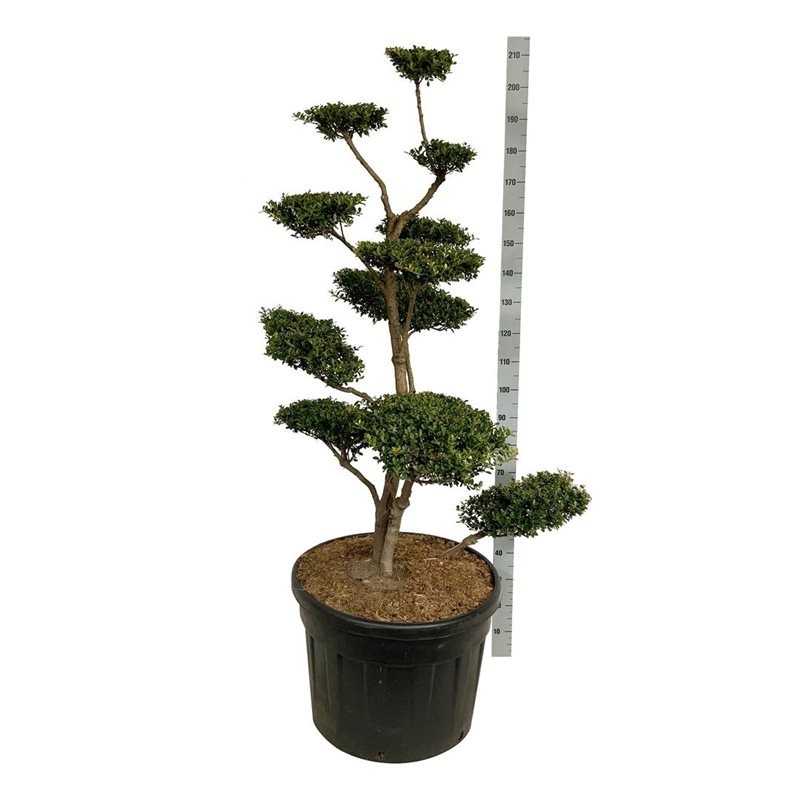 Picture of Ilex cenata Green Hedge P70 Bonsai/160CM