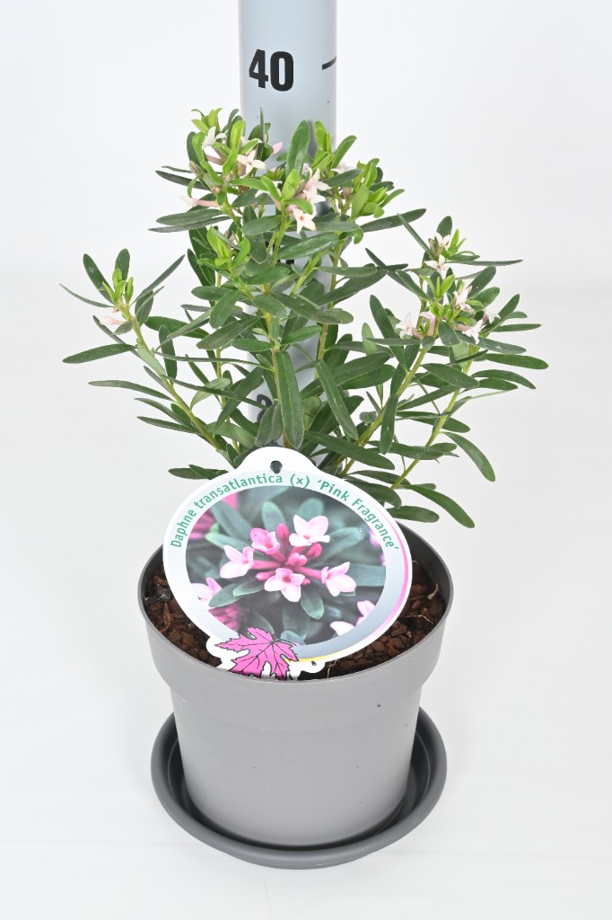 Picture of Daphne trans. Pink Fragance P17 (2 Ltr)
