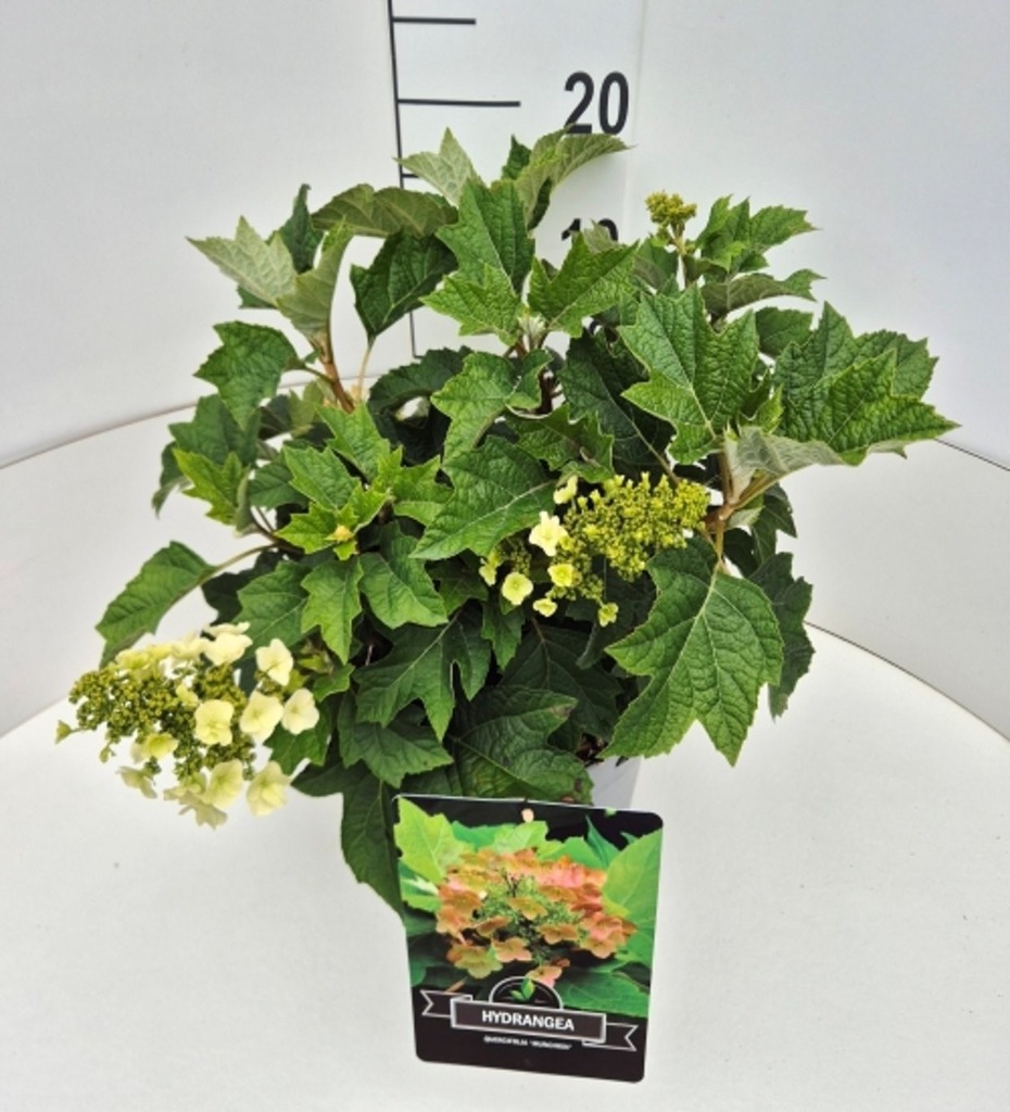 Image de Hydrangea querc. Muchkin P29 (10 Ltr)