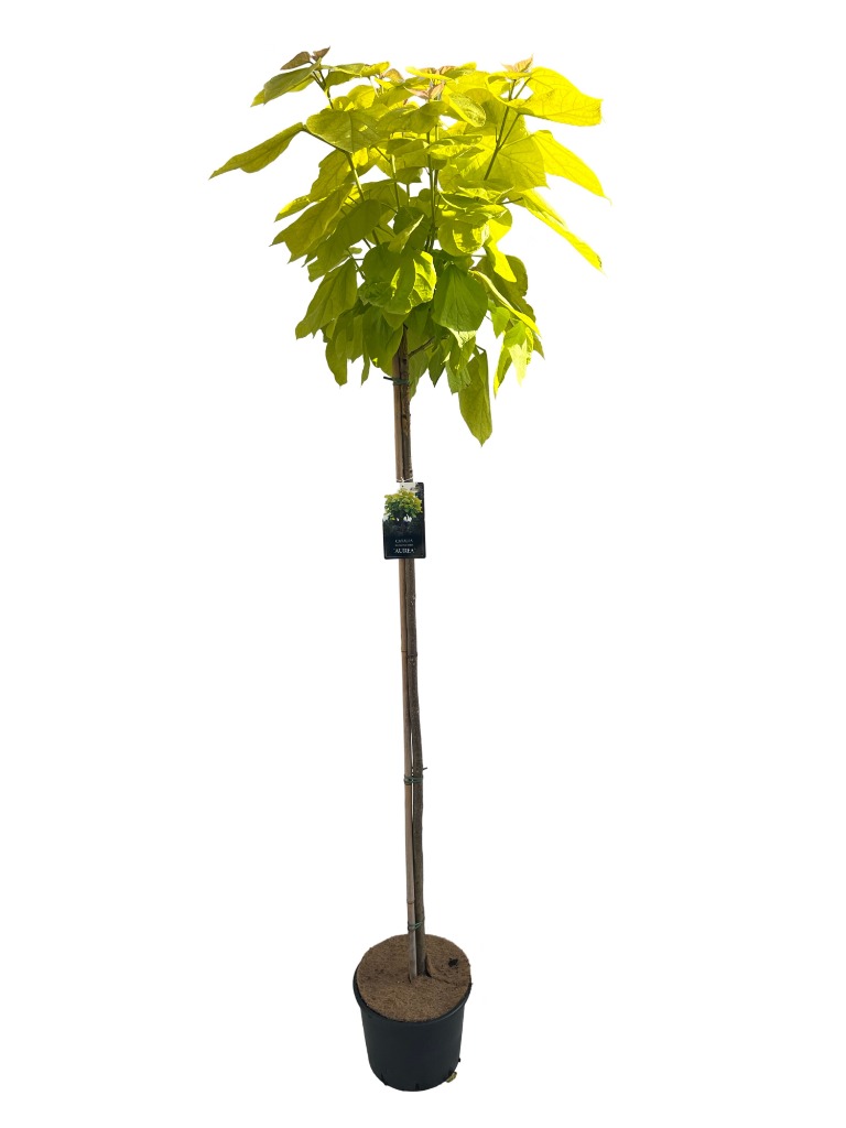 Catalpa big. Aurea