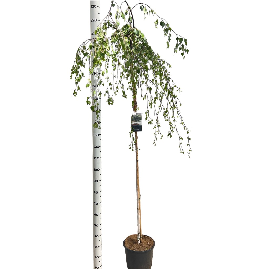 Betula pen. Youngii
