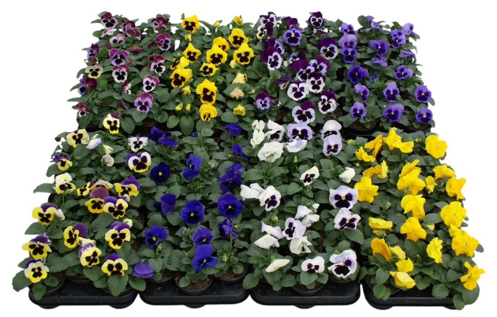 Picture of Trolley Deal 2025 Viola F1 in varieties P9