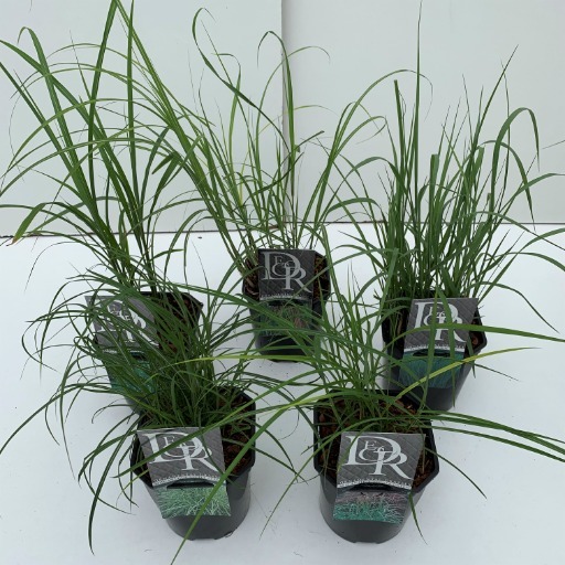 Picture of Trolley Deal 2024 Grasses in varieties P17 (2 Ltr) F.O. (074)