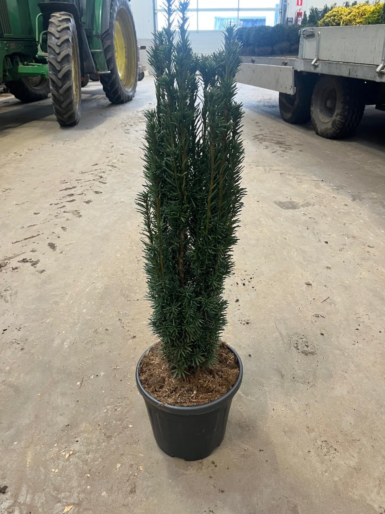 Picture of Taxus b. Fastigiata Robusta P29 (10 Ltr) 60/80CM