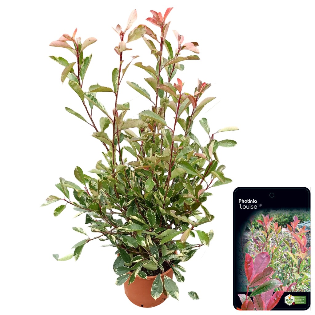 Picture of Photinia fras. Louise P29 (10 Ltr)