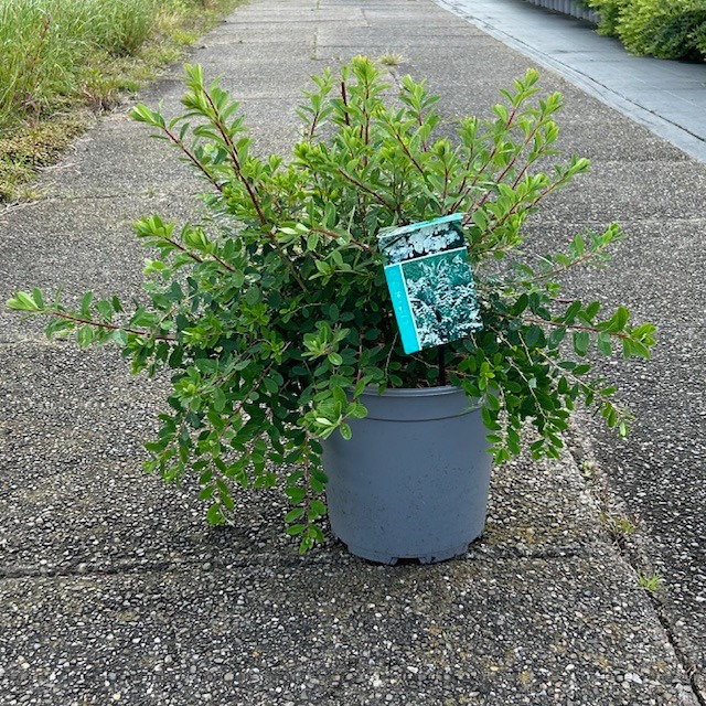 Picture of Spirea nipp. Snowmound C6.5 30/40