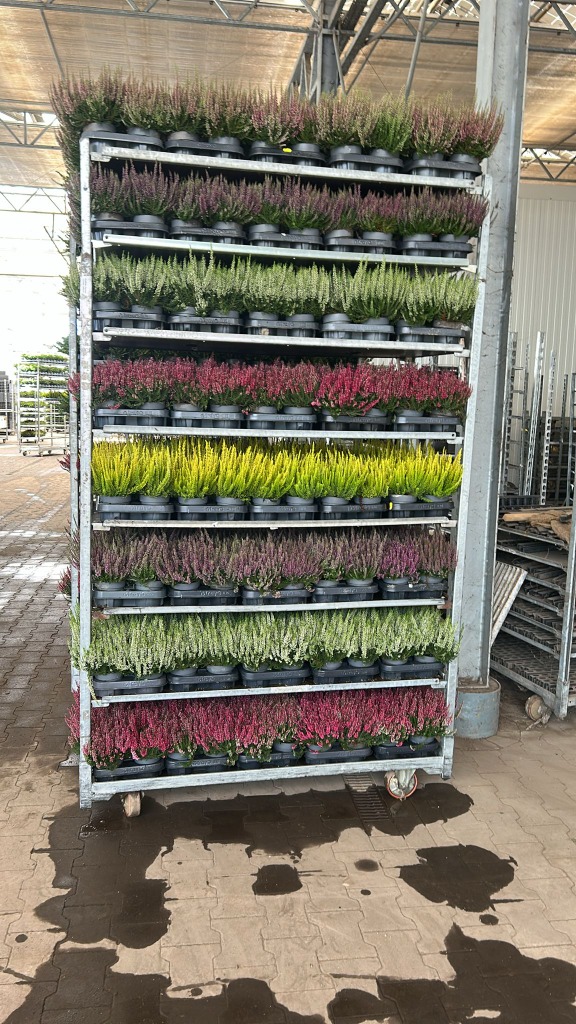 Picture of Trolley Deal 2025 Calluna Beauty Ladies in varieties P10.5