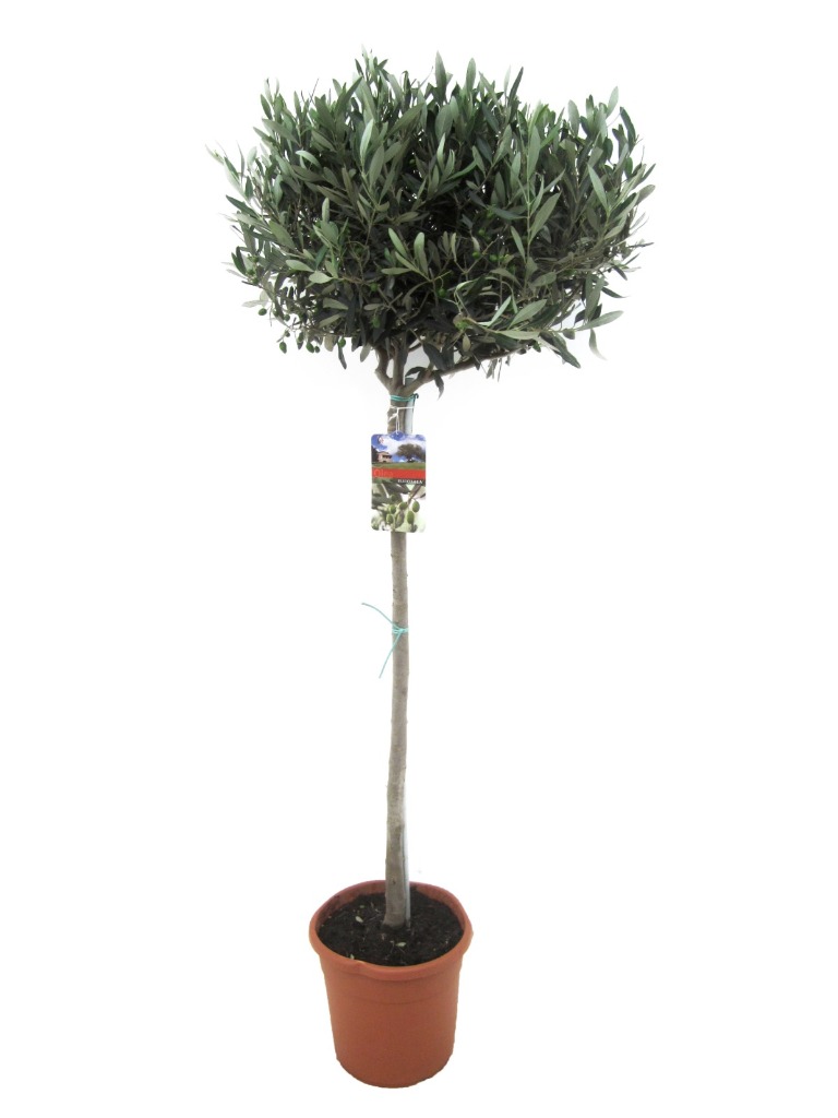 Picture of Olea europaea P27-(9-LTR) 90/STD-35-40-HEAD