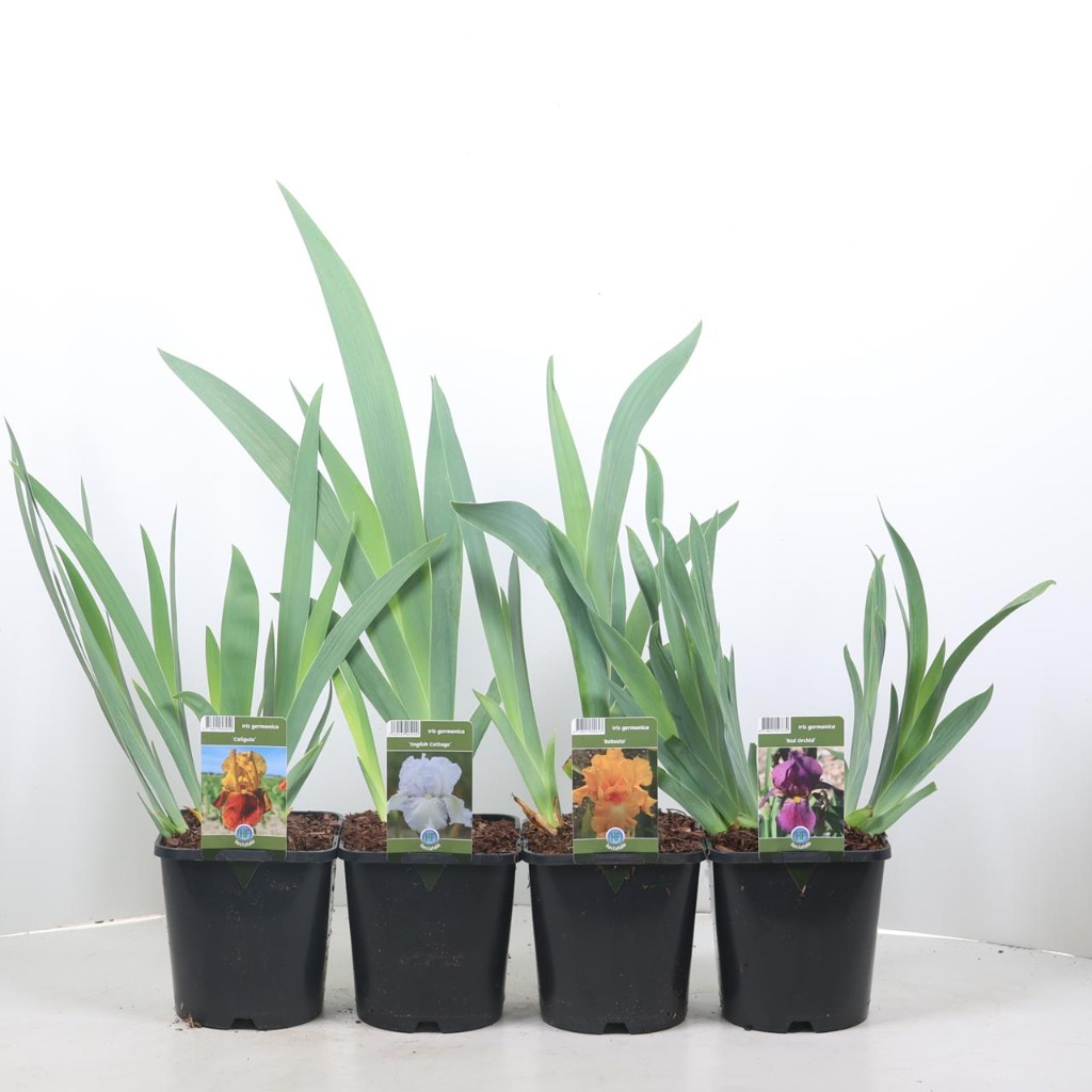 Iris germanica in varieties