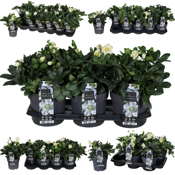 Picture of Trolley Deal 2024 Helleborus nig. Christmas Carol in mixed sizes F.O. (077)