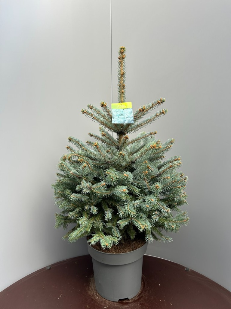 Picea pungens Superblue POTTED