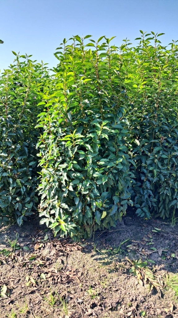 Picture of Pallet Deal 2024 Prunus lus. Angustifolia RB120/140 S9/39