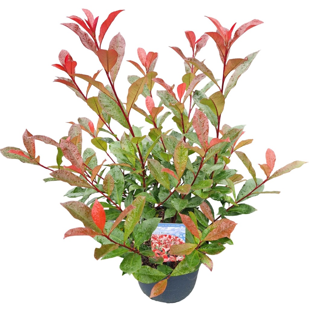 Picture of Photinia fras. Carre Rouge P26 (7.5 Ltr)