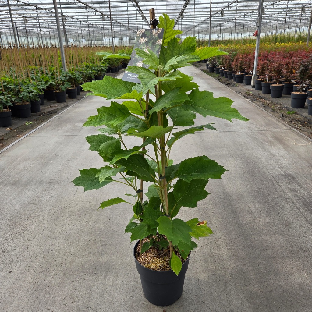 Hydrangea quercifolia