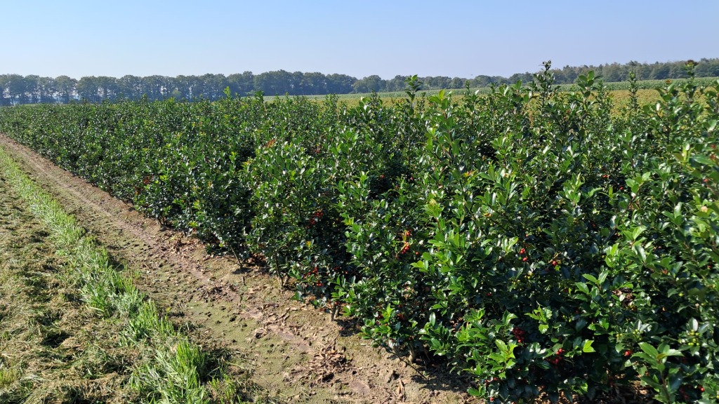 Picture of Ilex meserveae Blue Maid ROOTBALL/JUTE 60/80CM