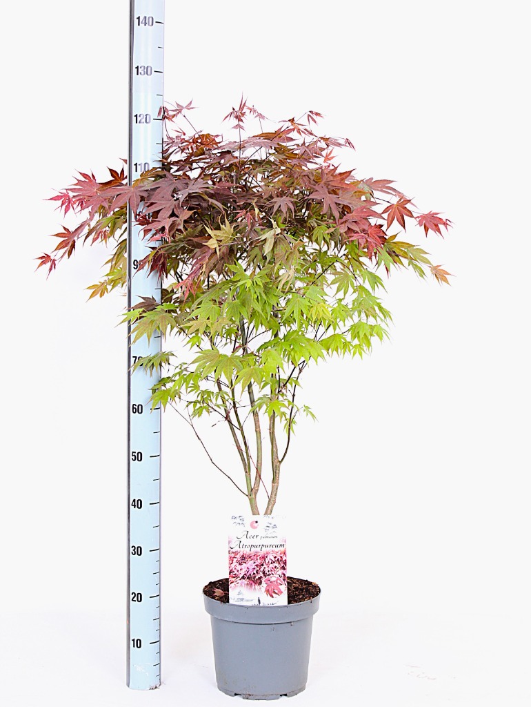 Acer pal. Atropurpureum