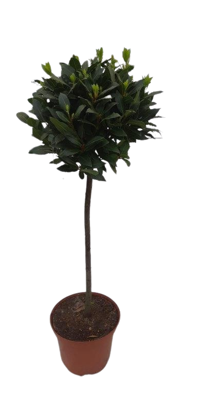 Picture of Laurus nobilis P29 (10 Ltr) 60/STD-35CM/HEAD