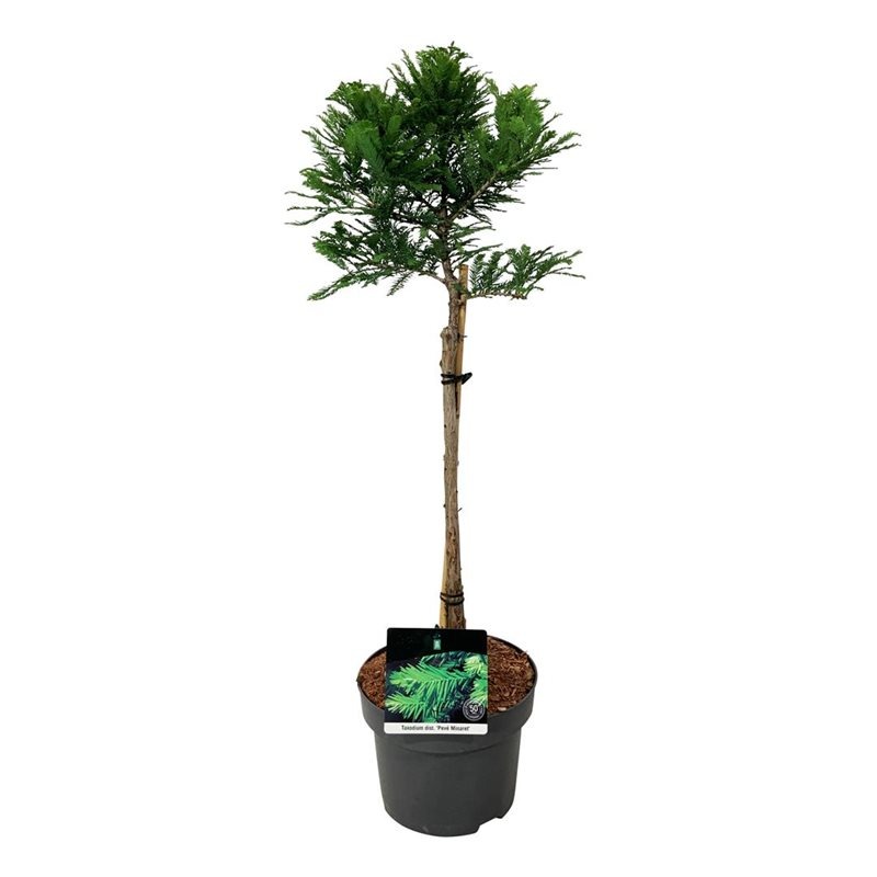 Picture of Taxodium distichum Peve Minaret P23 (5 Ltr) 40-STD