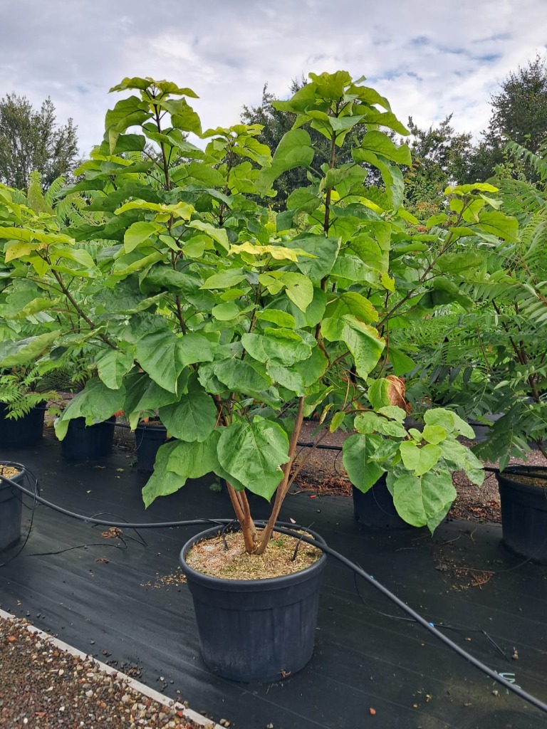 Obrazek Catalpa bignonioides C130 200/250 multistam