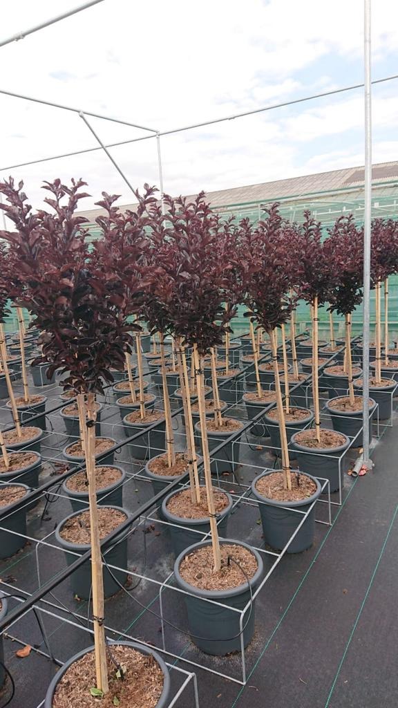 Lagerstroemeria ind. in varieties