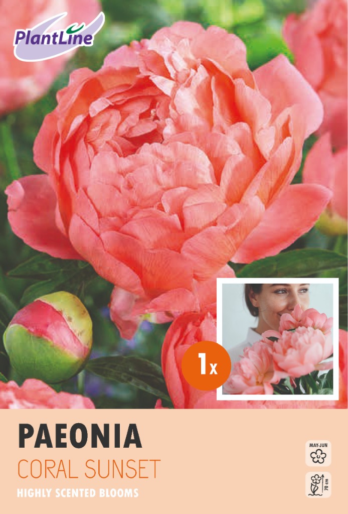 Picture of PAEONIA LACTIFLORA CORAL SUNSET 10-BAGS-WITH-1 PAEONIA-IN-BOX