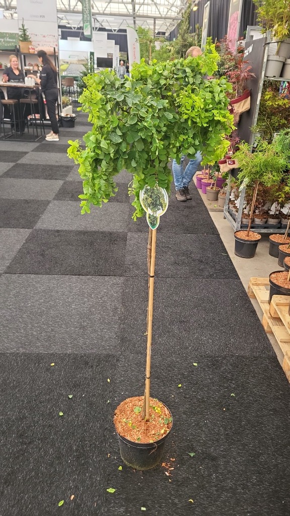 Picture of Robinia Twisty Baby P26 (7.5 Ltr) 120/STD