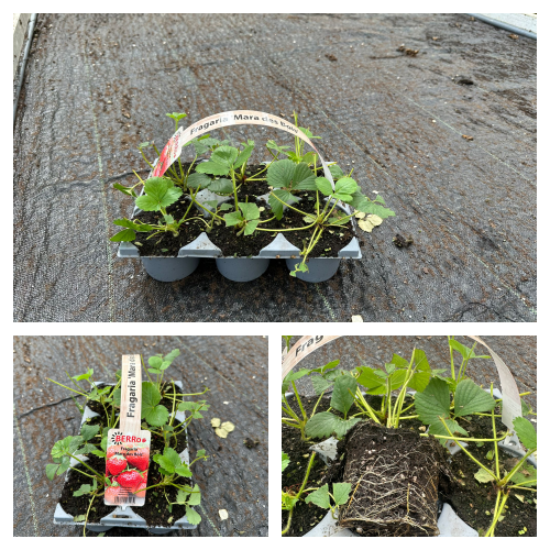 Picture of Trolley Deal 2025 Fragaria 6-pack in 3 varieties