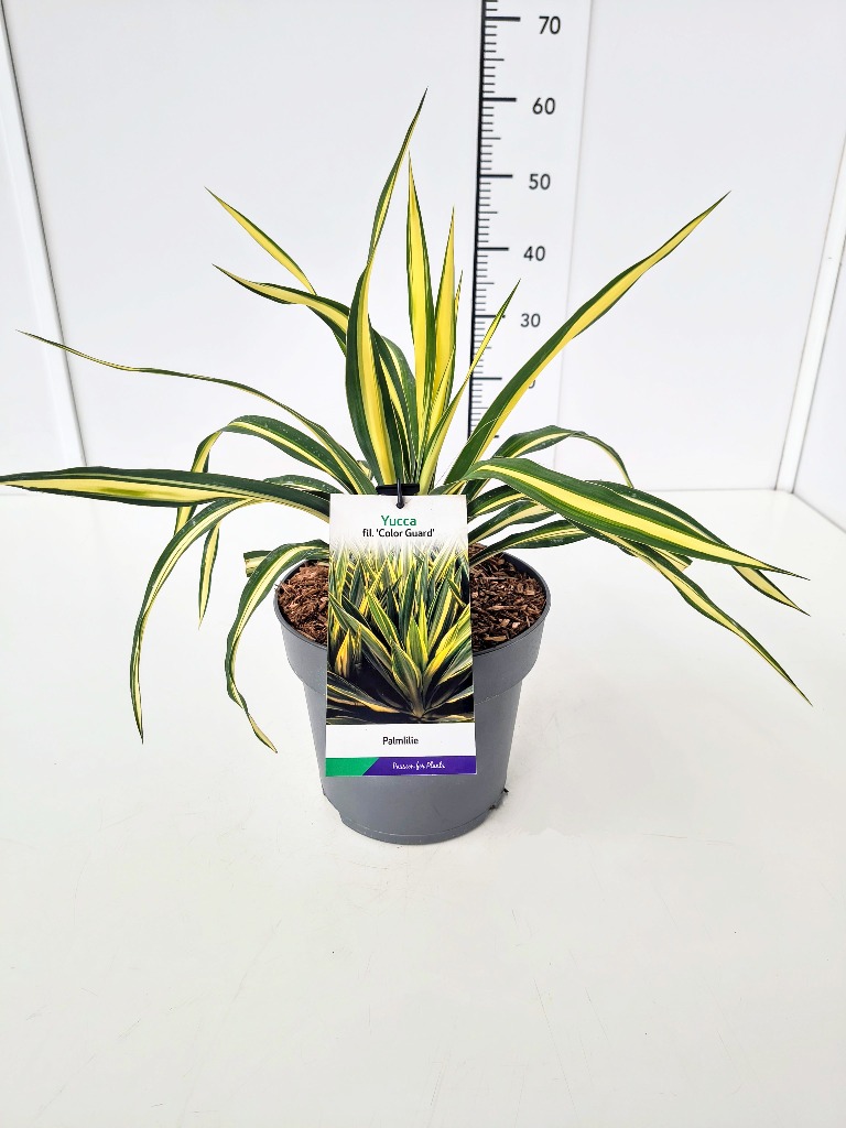 Picture of Yucca filamentosa Color Guard P23 (5 Ltr) 40-60CM