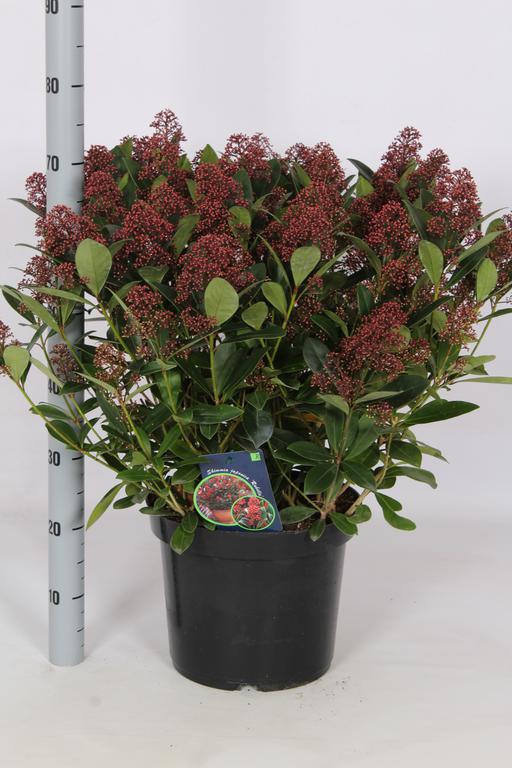 Picture of Skimmia japonica Rubella P31-(12-LTR) 45/+ flowers