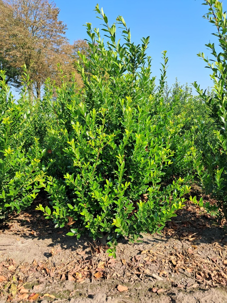 Picture of Ilex crenata Green Hedge ROOTBALL/JUTE 100/120CM