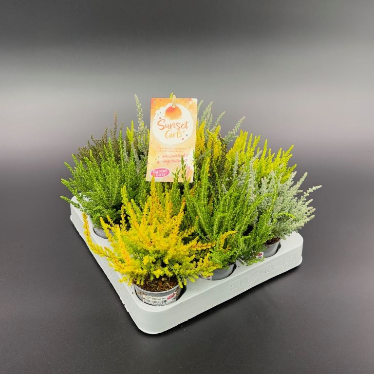 Picture of Calluna vulg. Garden Girls Sunset Girl in varieties P6 15-CM