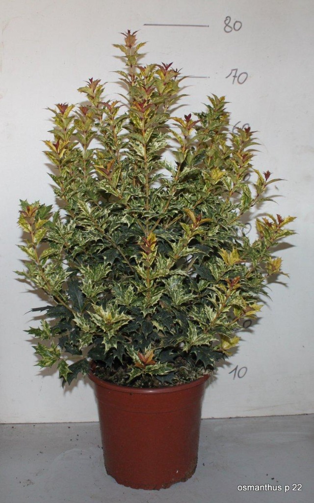 Picture of Osmanthus heter. Goshiki P23 (5 Ltr)