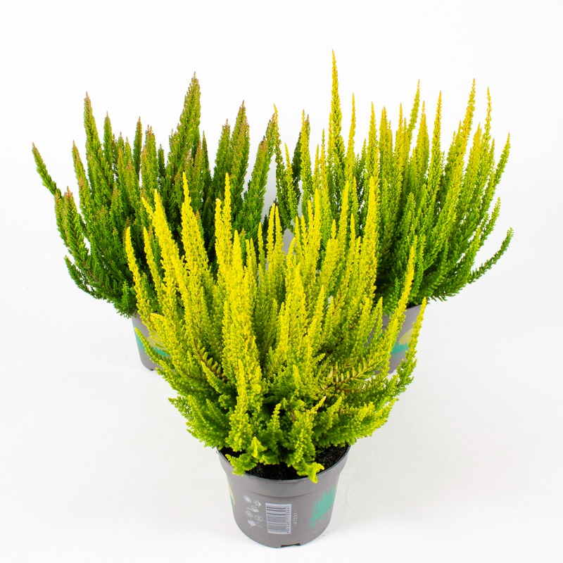 Picture of Calluna Beauty Ladies Skyline in varieties P13 25-CM