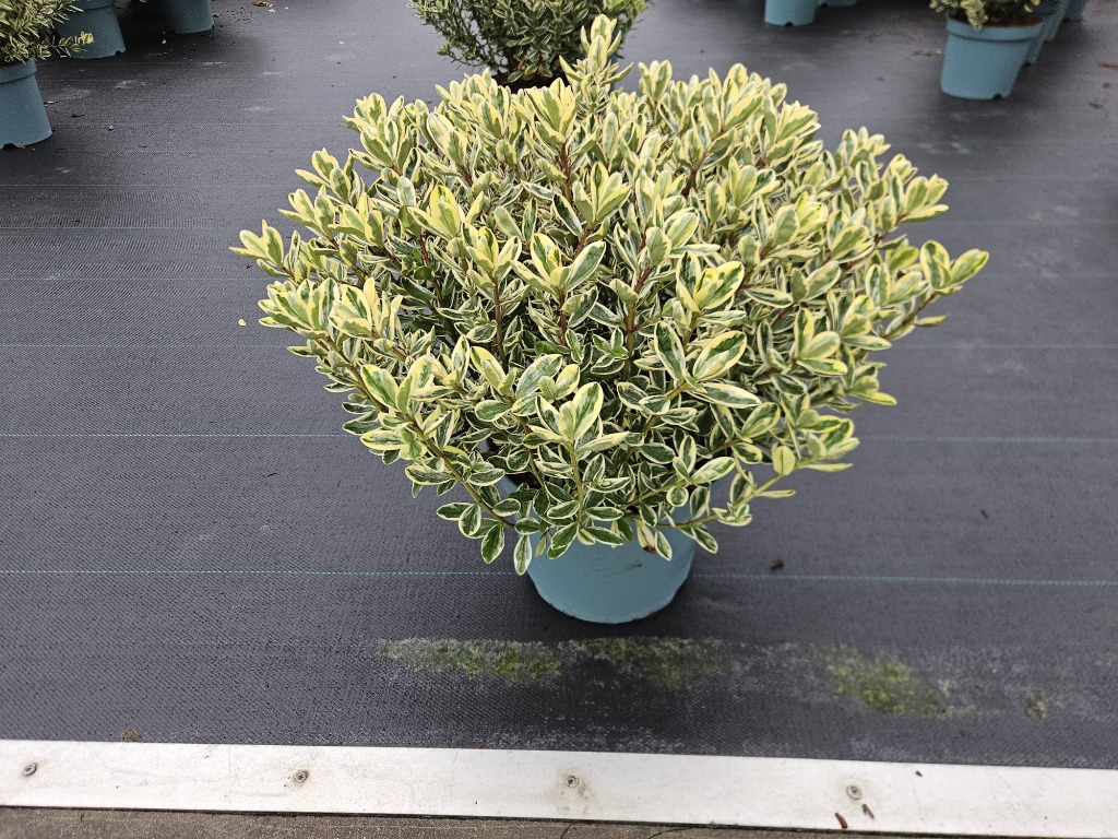 Hebe Addenda Variegata