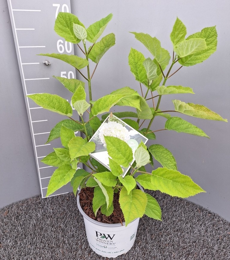 Picture of Hydrangea arborescens Strong Annabelle P23 (5 Ltr)