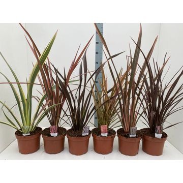 Picture of Phormium in varieties P19 (3 Ltr)